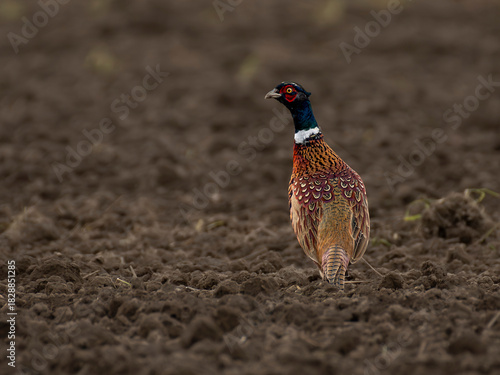 Wallpaper Mural bażanty na polu Torontodigital.ca