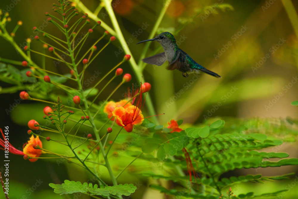 Naklejka premium Kolibri in Costa Rica