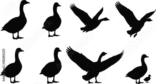Set of black goose silhouettes, standing and flying poses with gosling, vector illustration collection isolated on white background for wildlife nature design.