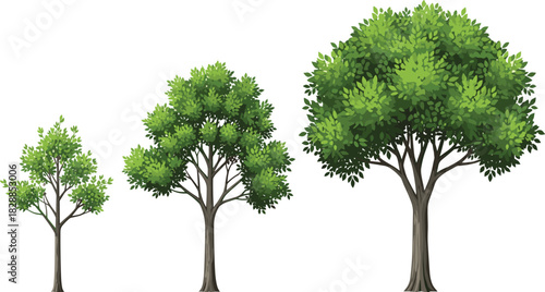 Three stages of green tree growth from small to large vector illustration isolated on white background for nature concept design