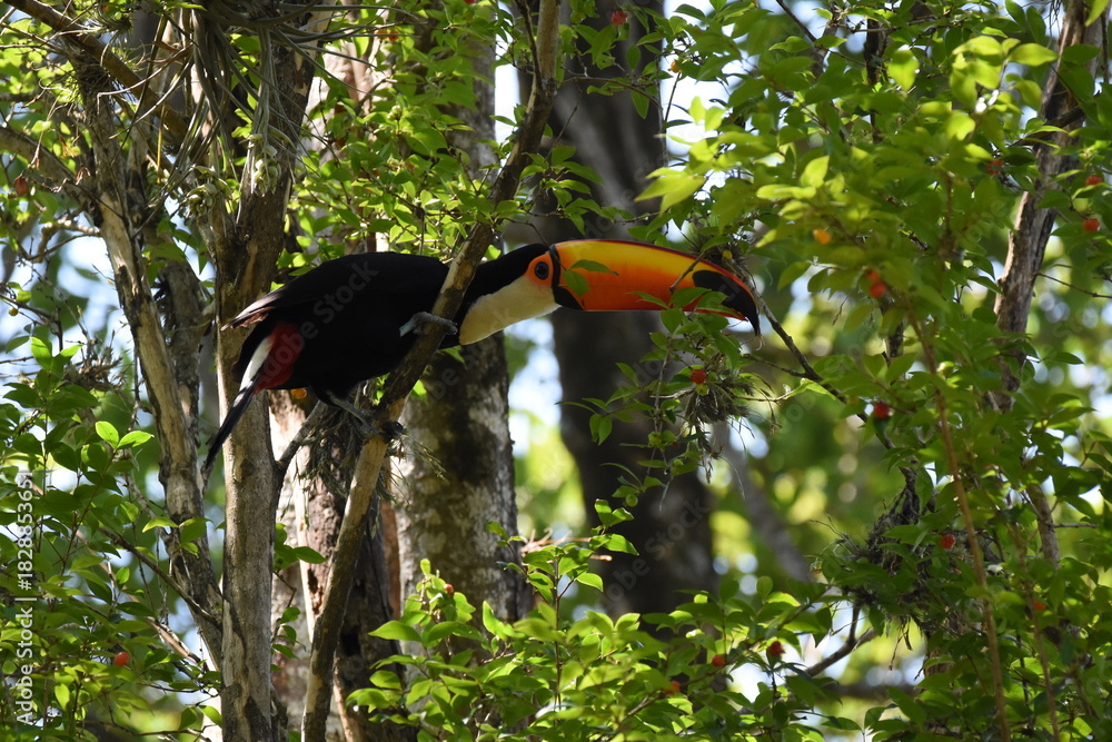 Naklejka premium toucan on a branch