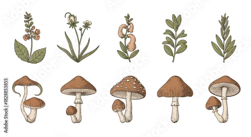 Watercolor Botanical Illustrations of Mushrooms and Wild Plants.