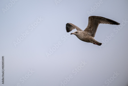 Silbermöwe startet schwerfällig, läuft über das Wasser bist sich erhebt