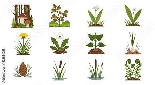 Diverse plants and flora illustrations in a nature collection.