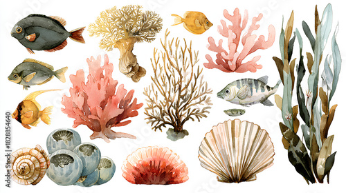 Marine set with corals, sea plants, sea sponges, shells and fishes. Watercolor isolated illustration of hand-drawn decorative elements for your design, collection of marine flora and fauna