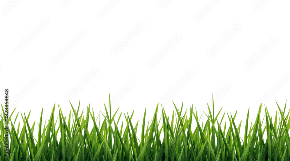 Fototapeta premium Vibrant green grass growing in nature outdoor landscape close-up view lush environment for gardening and landscaping ideas