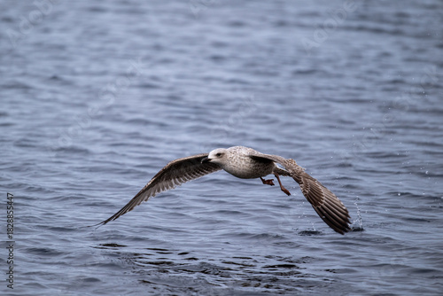 Silbermöwe startet schwerfällig, läuft über das Wasser bist sich erhebt