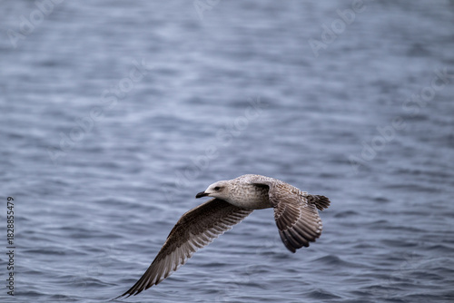 Silbermöwe startet schwerfällig, läuft über das Wasser bist sich erhebt