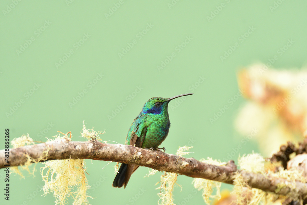 Fototapeta premium Kleiner Veilchenohrkolibri Costa Rica