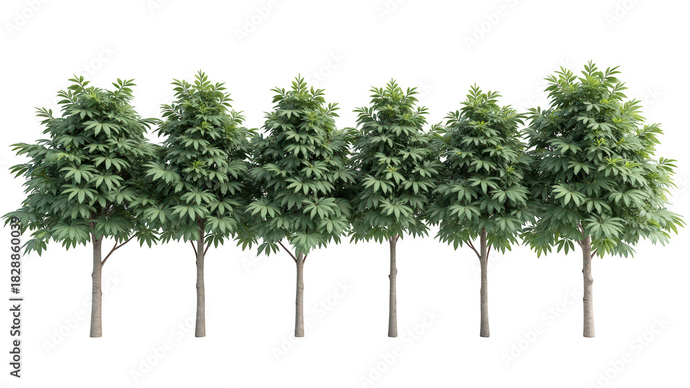 Obraz premium Lush green trees create vibrant natural backdrop, showcasing dense foliage and sturdy trunks, perfect for enhancing outdoor scenes