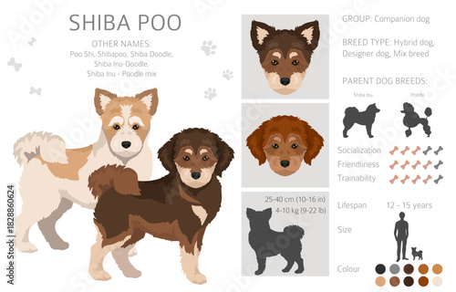 Shiba Poo (Poo Shi) clipart. Shiba Inu Poodle mix. Different coat colors set.  Vector illustration