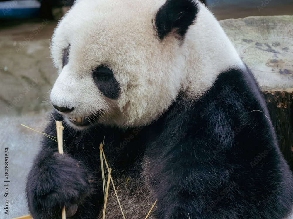 Fototapeta premium 台北市立動物園