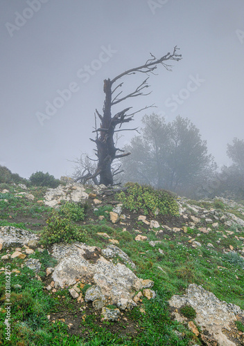 On the way to Bolumini cave from Mariola campsite in Alfafara, Alicante, Spain.