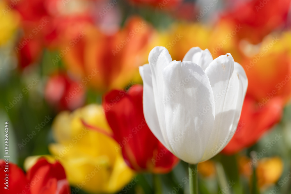 Fototapeta premium White tulip with color tulips in background