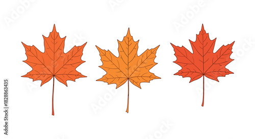 Three colorful maple leaves in shades of orange, yellow, and red are arranged horizontally on a white background, symbolizing autumn.