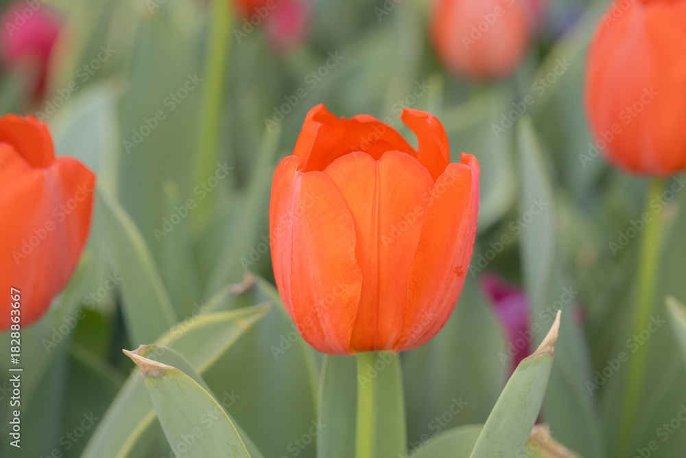 Fototapeta premium Bright orange tulip captured in soft natural light with rich color saturation and delicate petal texture.