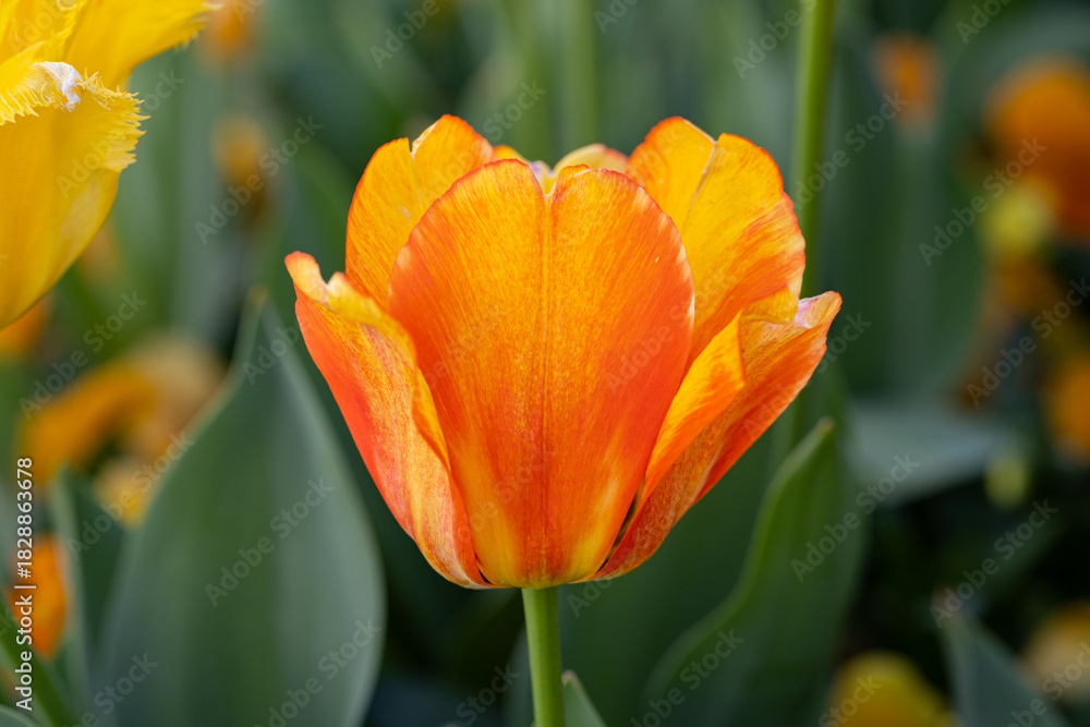 Fototapeta premium Variegated orange and yellow tulip