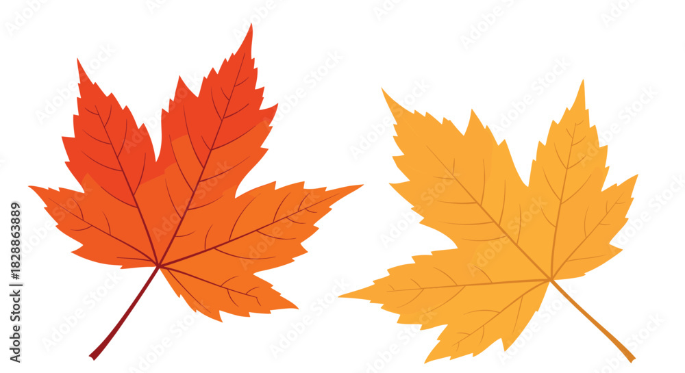 Fototapeta premium Two vibrant autumn maple leaves in warm orange and golden yellow hues, isolated against a clean white background, symbolizing the fall season.