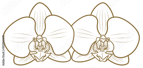 Elegant golden orchid illustration for luxurious designs