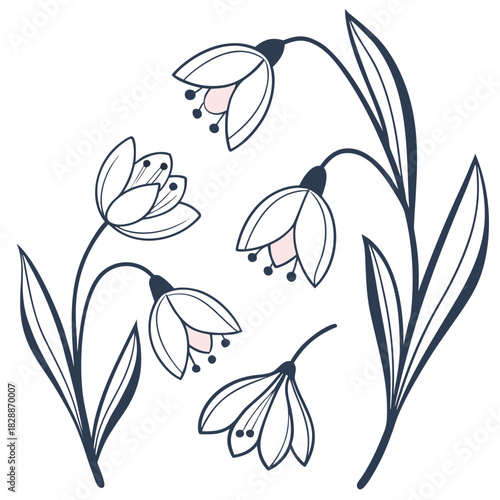 Elegant snowdrop flower illustration for design