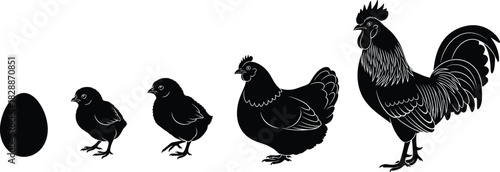 Chicken life cycle stages vector silhouette set, egg to rooster or hen growth process, farm poultry development illustration, black icons for biology and agriculture education content.