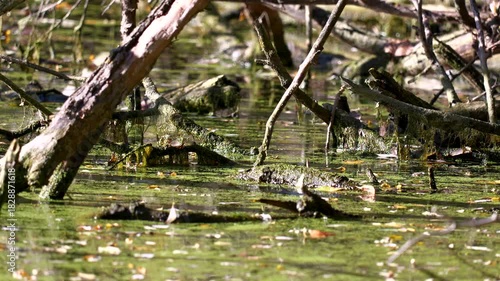 Close view of broken tree branches sticking out in a swamp