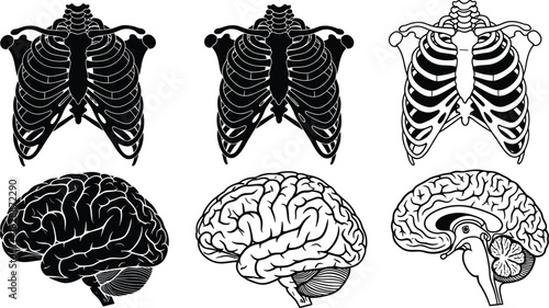 Set of six vector illustrations showing human anatomy, featuring the rib cage and brain in black silhouette and outline styles, ideal for medical, science, education, and biology content on white