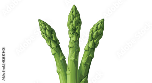 Three fresh green asparagus spears stand upright, showing their vibrant color and delicate tips on a clean white background.