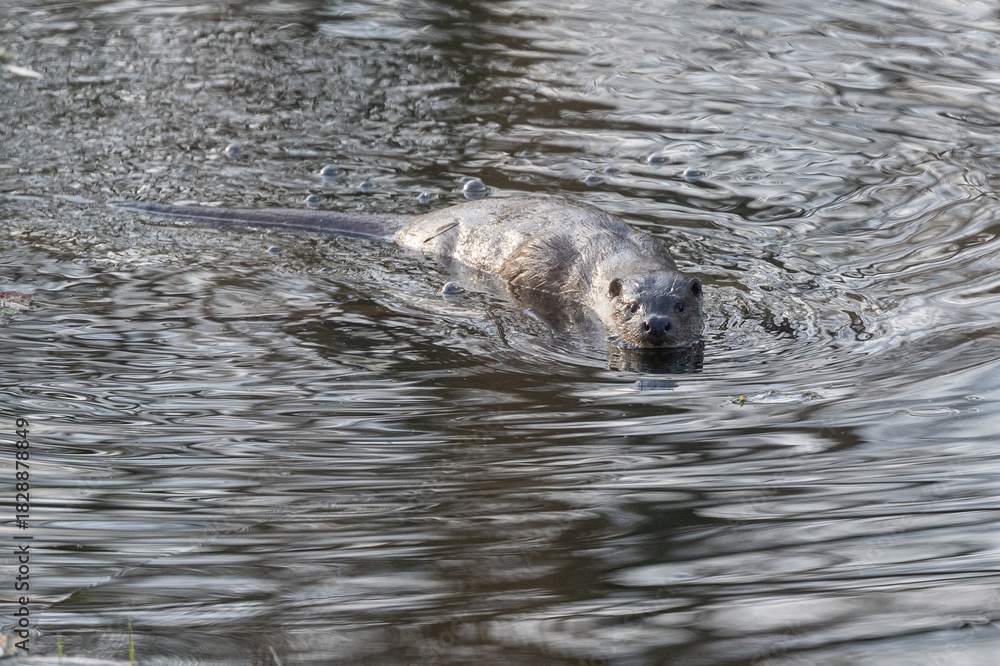 Fototapeta premium Fischotter