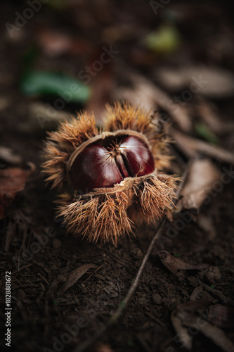 chestnut on the ground