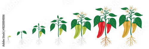 Bell Pepper Plant Growth Stages Vector Infographic Set Featuring Capsicum Annuum Development, Ripening Progress, Fertilization Phase, Harvest Steps, And Botanical Process Illustration For Educational 