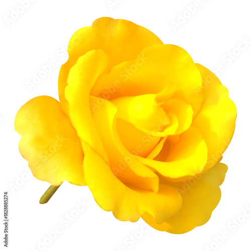 Wallpaper Mural yellow rose flower stock photo Torontodigital.ca