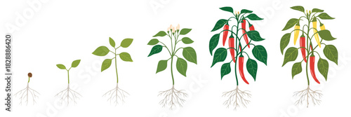 Growth Stages Of Spicy Chili Pepper Plant Vector Infographic Set Showing Vegetable Development, Ripening Steps, Fertilization Phase, Harvest Progression, And Clear Botanical Process Illustration