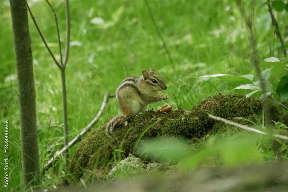 Obraz premium Squirrel in the grass