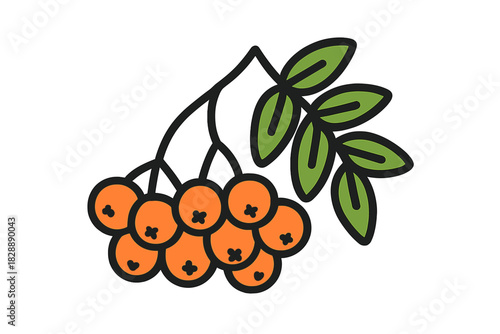 Simple outline drawing of a rowan berry cluster with green leaves on a branch