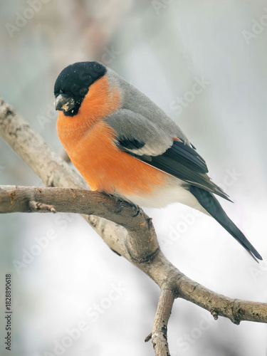 Bullfinch perched on a tree branch