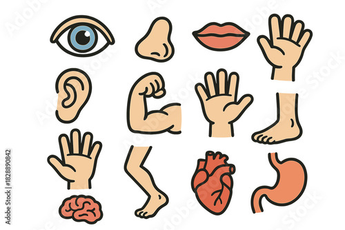 Anatomy icons set featuring human body parts and internal organs for medical education