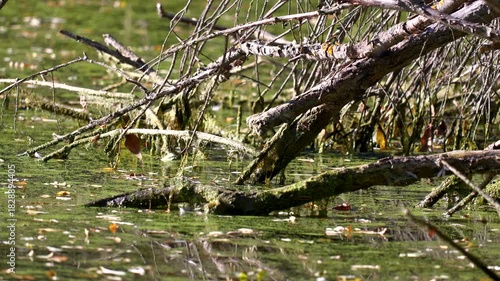 Close view of broken tree branches sticking out in a swamp
