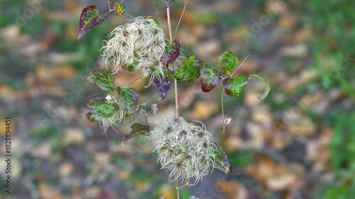 Old man's beard climbing and swaying on a tree branch