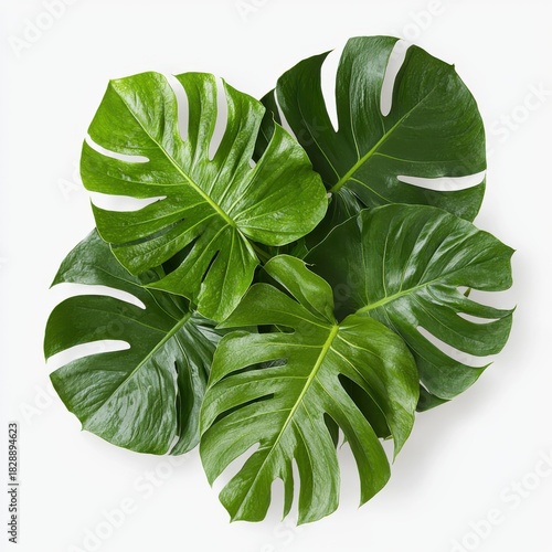 Vibrant Green Monstera Leaves Arranged in a Circular Pattern on a Clean White Background, Top View, Tropical Plant Foliage