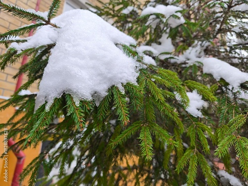 The branches of the green C...