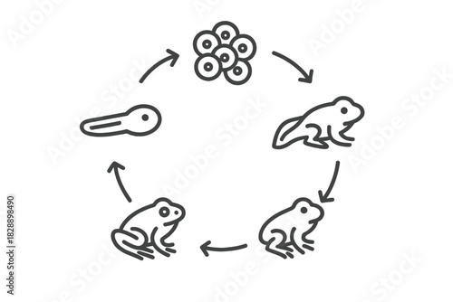 Amphibian life cycle stages diagram showing metamorphosis from egg to adult frog