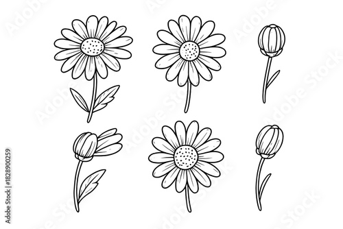 Black and white outline set of chamomile daisy flowers and unopened buds
