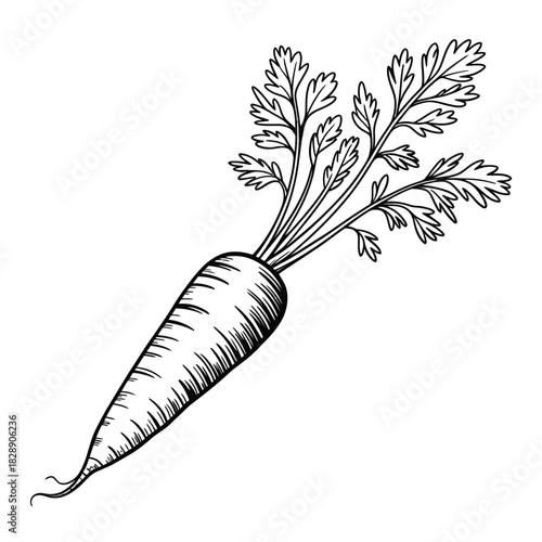 A single carrot with its green leafy top is depicted against a white background.