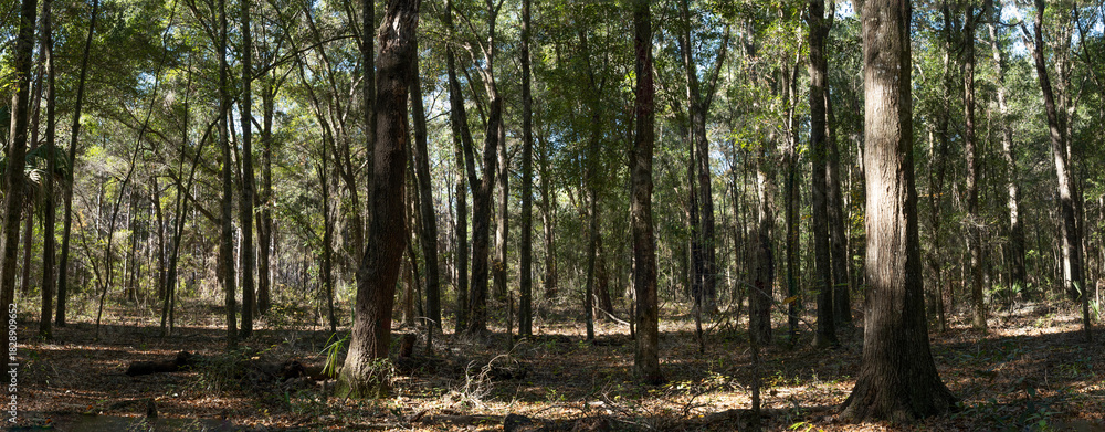 Fototapeta premium Panoramic picture of Ocala forest in Florida