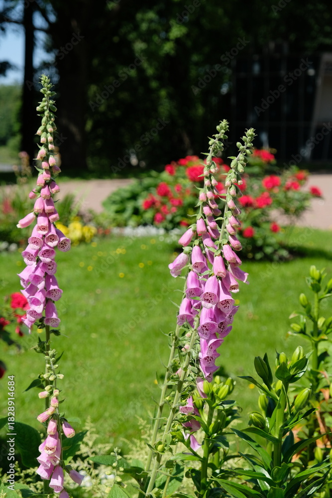 Obraz premium pink flowers close-up
