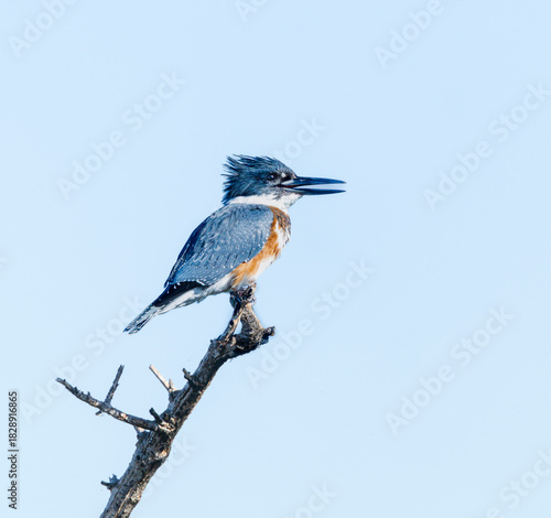A Kingfisher sits on a tree branch at Merritt Island National Wildlife Refuge in Titusville, Florida.