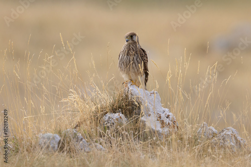 Common Kestrel (Falco tinnunculus) Perched on a Rock in Dry Grassland