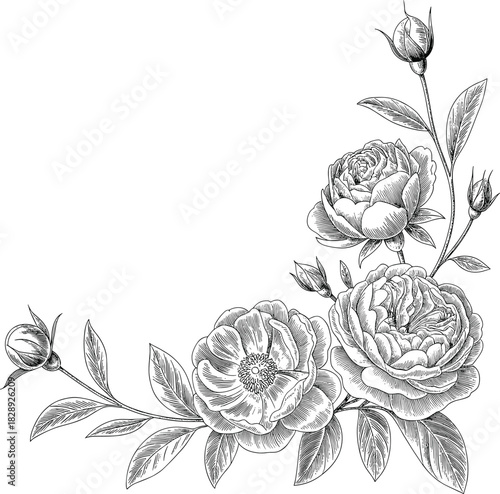 Black and white botanical illustration of roses and buds