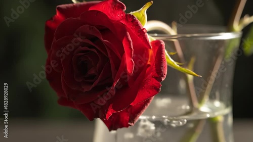A Red Rose in a Glass Vase - Close-Up Still Life.